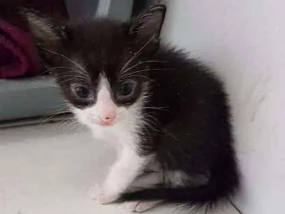 Gato ra a sem raça idade Abaixo de 2 meses nome sem nome