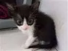 Gato raça sem raça idade Abaixo de 2 meses nome sem nome