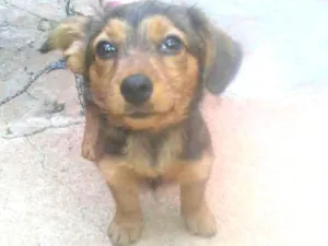 Cachorro raça Sem raça definida  idade 2 a 6 meses nome  Laila e Bob