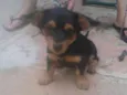  Laila e Bob