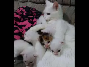 Gato raça N sei idade Abaixo de 2 meses nome Marrie