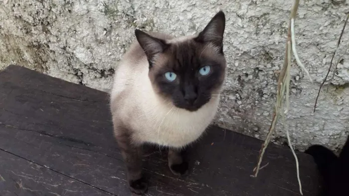 Gato raça Siamês idade 2 anos nome Romeu