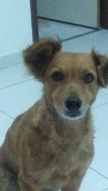 Cachorro ra a Poodle e vira-lata idade 6 ou mais anos nome leide