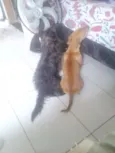 Piter e Spike