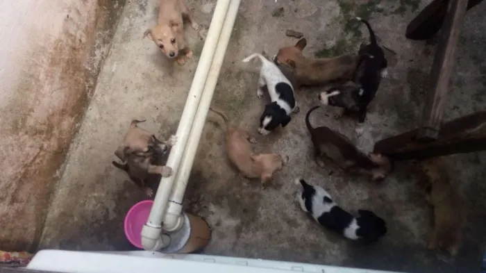 Cachorro ra a Firalatas  idade Abaixo de 2 meses nome Nao tem nomes