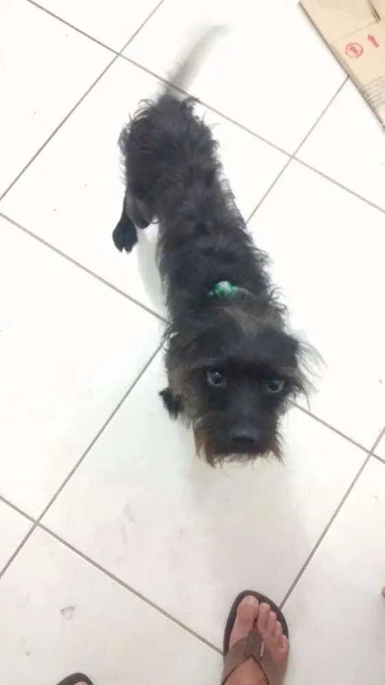 Cachorro ra a SRD idade 1 ano nome Michelangelo (Mike)