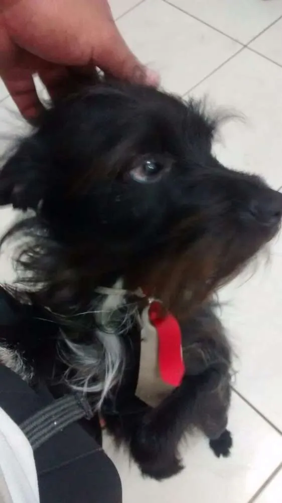 Cachorro ra a SRD idade 1 ano nome Michelangelo (Mike)