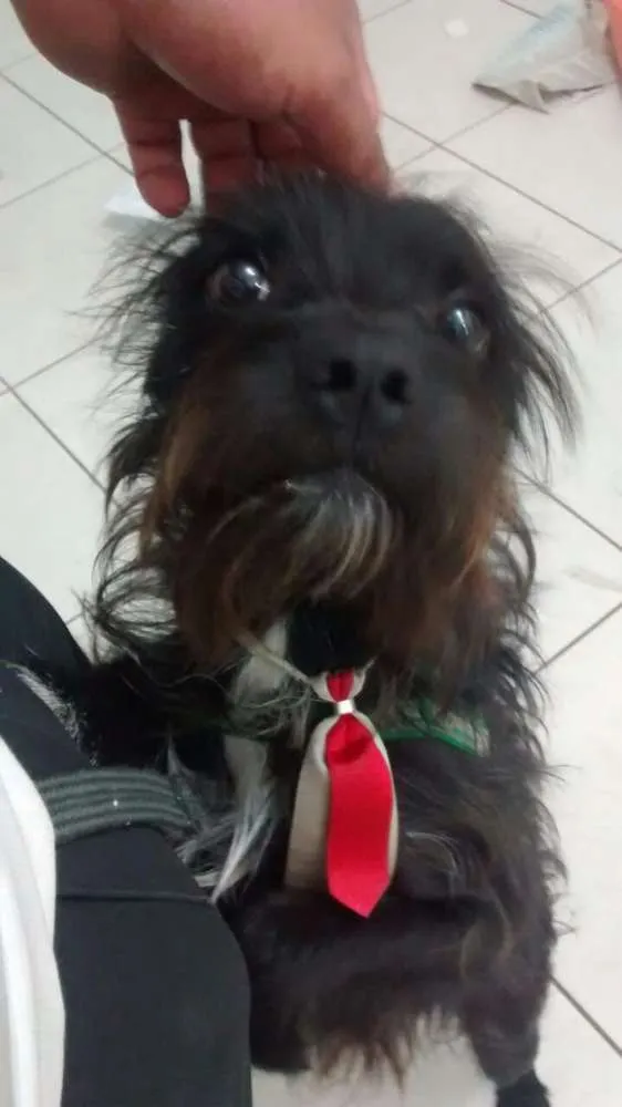 Cachorro ra a SRD idade 1 ano nome Michelangelo (Mike)