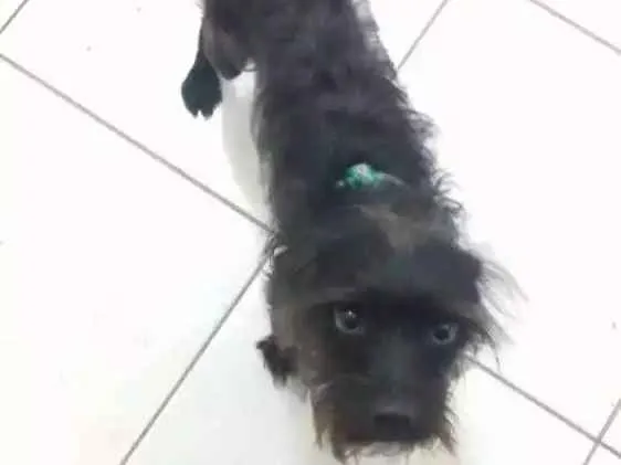 Cachorro ra a SRD idade 1 ano nome Michelangelo (Mike)