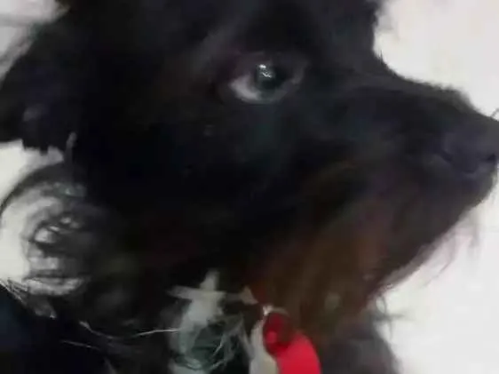Cachorro ra a SRD idade 1 ano nome Michelangelo (Mike)