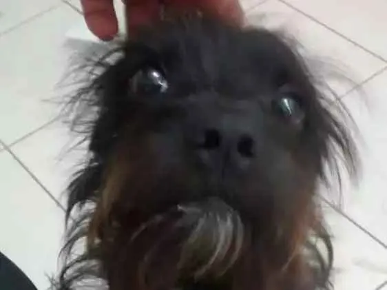 Cachorro ra a SRD idade 1 ano nome Michelangelo (Mike)