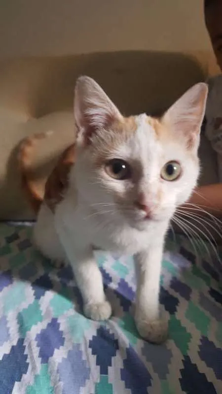 Gato ra a SRD idade 2 a 6 meses nome Ringo