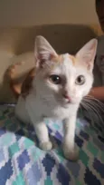 Ringo