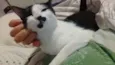 Peteca