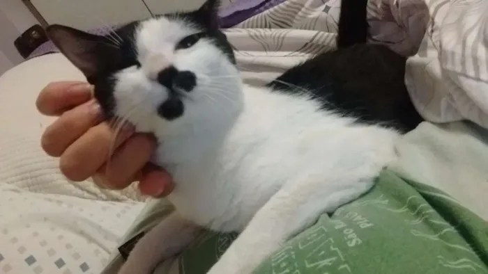 Gato ra a SRD idade 2 a 6 meses nome Peteca