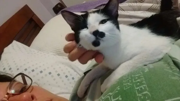 Gato ra a SRD idade 2 a 6 meses nome Peteca