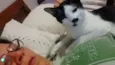 Peteca