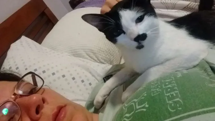 Gato ra a SRD idade 2 a 6 meses nome Peteca
