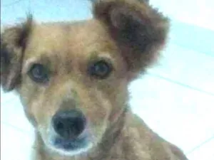 Cachorro raça Poodle e vira-lata idade 6 ou mais anos nome leide