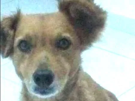 Cachorro ra a Poodle e vira-lata idade 6 ou mais anos nome leide