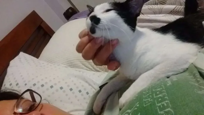 Gato ra a SRD idade 2 a 6 meses nome Peteca