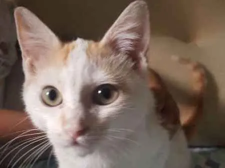Gato ra a SRD idade 2 a 6 meses nome Ringo