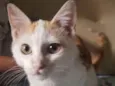 Ringo