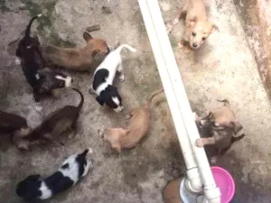 Cachorro raça Firalatas  idade Abaixo de 2 meses nome Nao tem nomes
