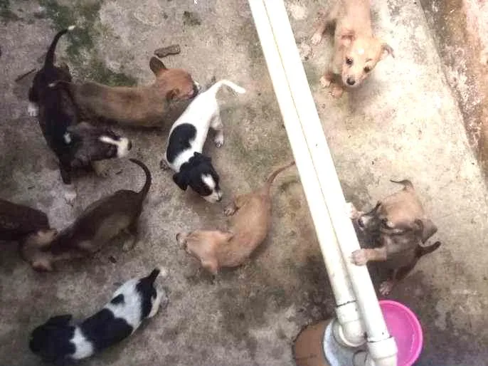 Cachorro ra a Firalatas  idade Abaixo de 2 meses nome Nao tem nomes