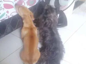 Cachorro raça Salsicha e shiso com pincher idade 1 ano nome Piter e Spike
