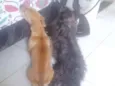 Piter e Spike