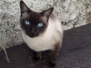 Gato raça Siamês idade 2 anos nome Romeu