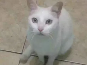 Gato raça Srd idade 6 ou mais anos nome Pingo