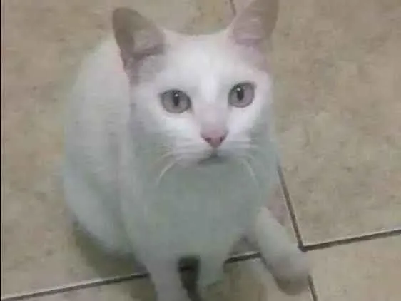 Gato ra a Srd idade 6 ou mais anos nome Pingo