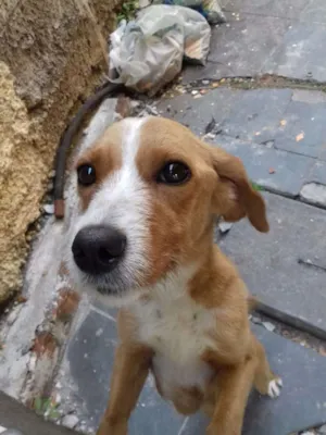 Cachorro raça Sem raça definida idade 3 anos nome Clarinha