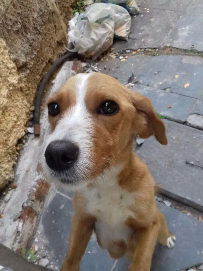 Cachorro ra a Sem raça definida idade 3 anos nome Clarinha