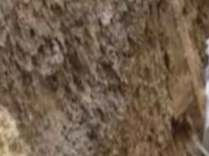 Cachorro ra a Sem raça definida idade 3 anos nome Clarinha