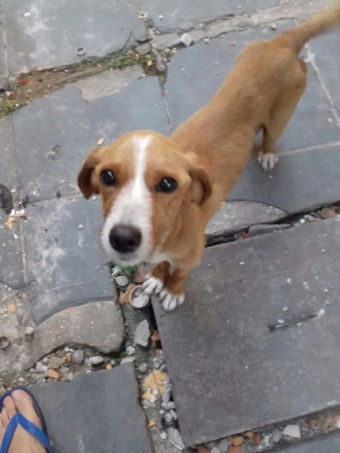 Cachorro ra a Sem raça definida idade 3 anos nome Clarinha