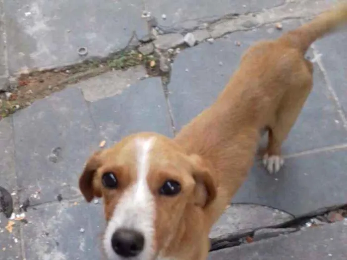 Cachorro ra a Sem raça definida idade 3 anos nome Clarinha