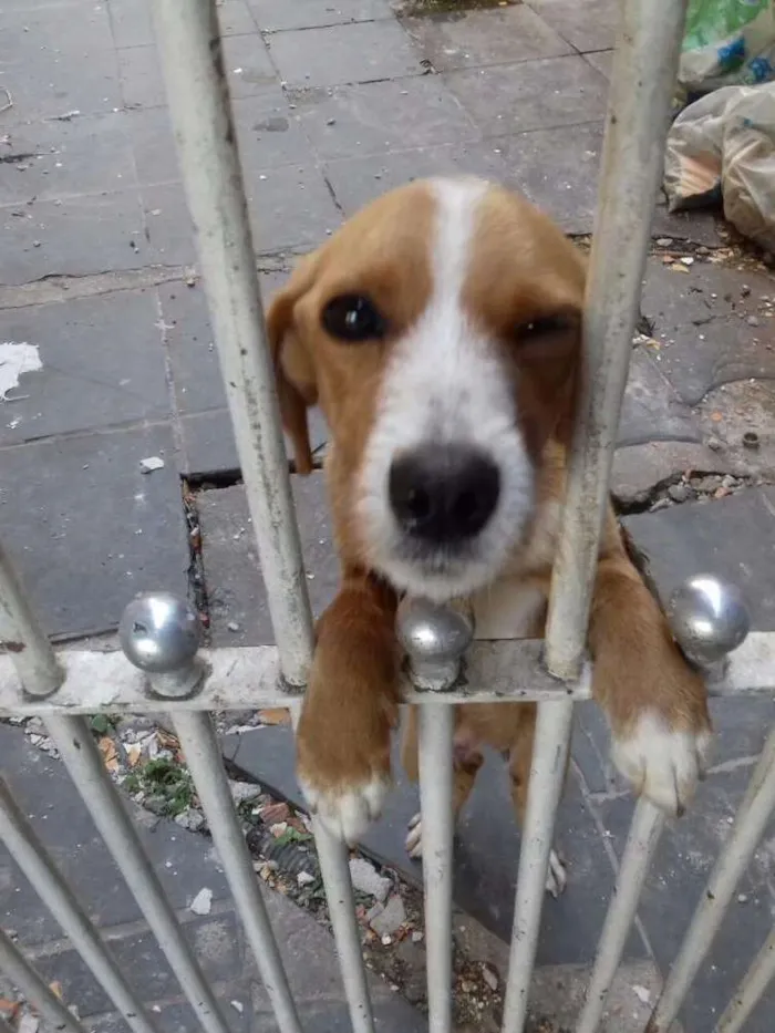 Cachorro ra a Sem raça definida idade 3 anos nome Clarinha
