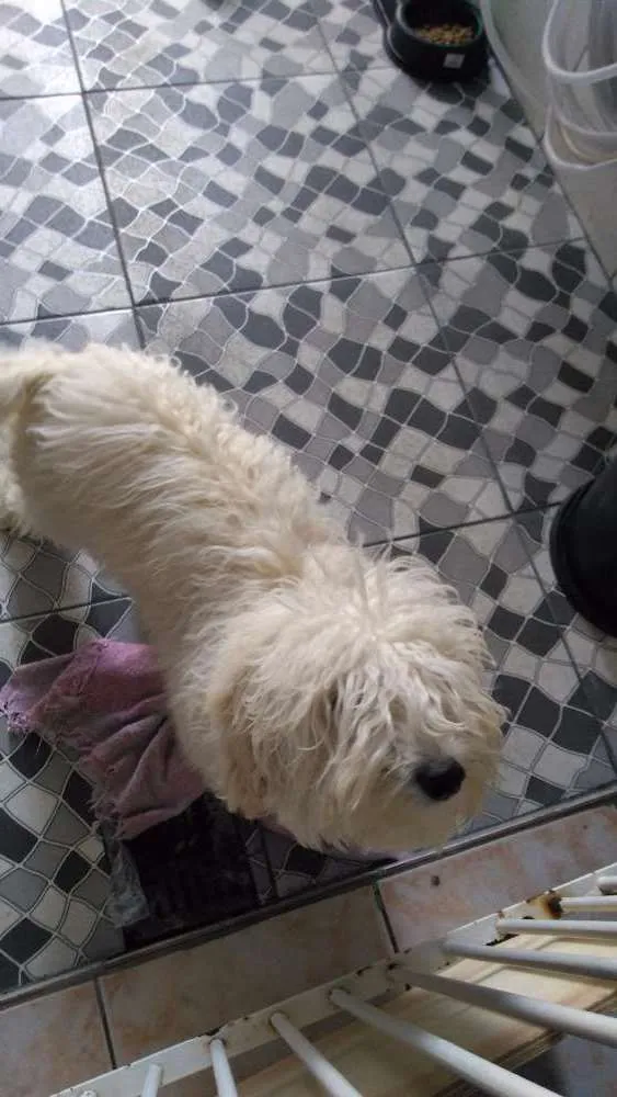 Cachorro ra a Poodle idade 2 a 6 meses nome Filó