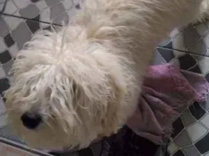 Cachorro raça Poodle idade 2 a 6 meses nome Filó