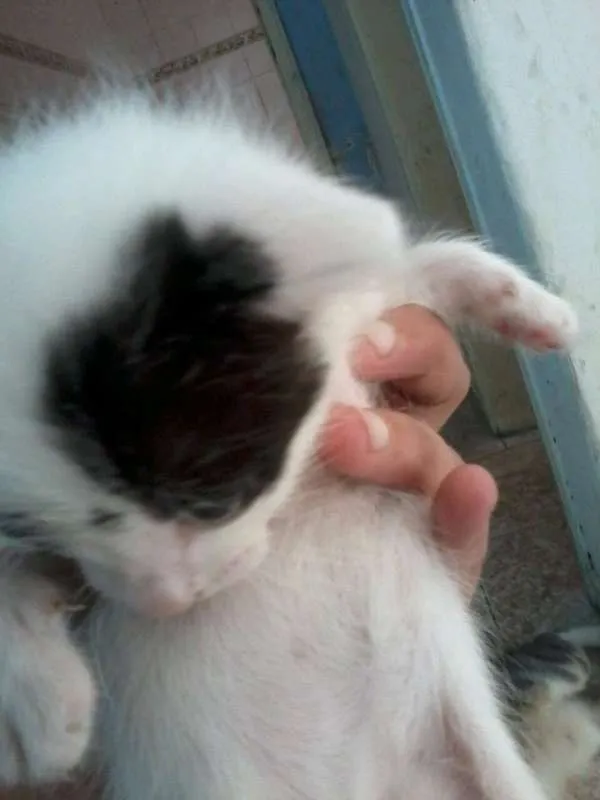Gato ra a ND idade 2 a 6 meses nome Nao definido