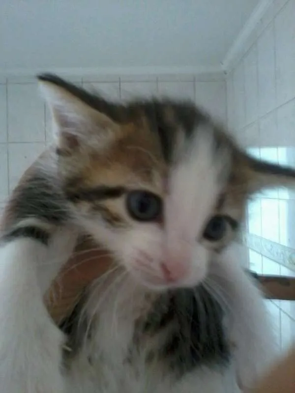 Gato ra a ND idade 2 a 6 meses nome Nao definido