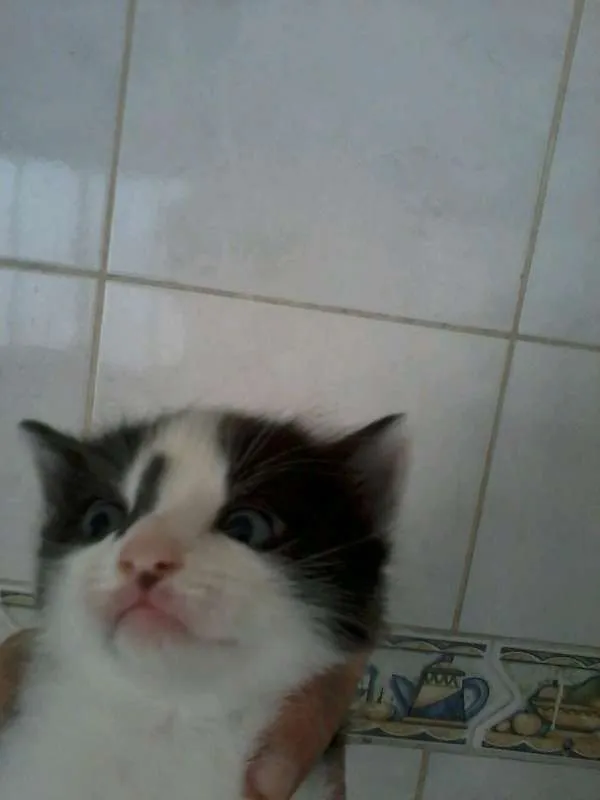 Gato ra a ND idade 2 a 6 meses nome Nao definido