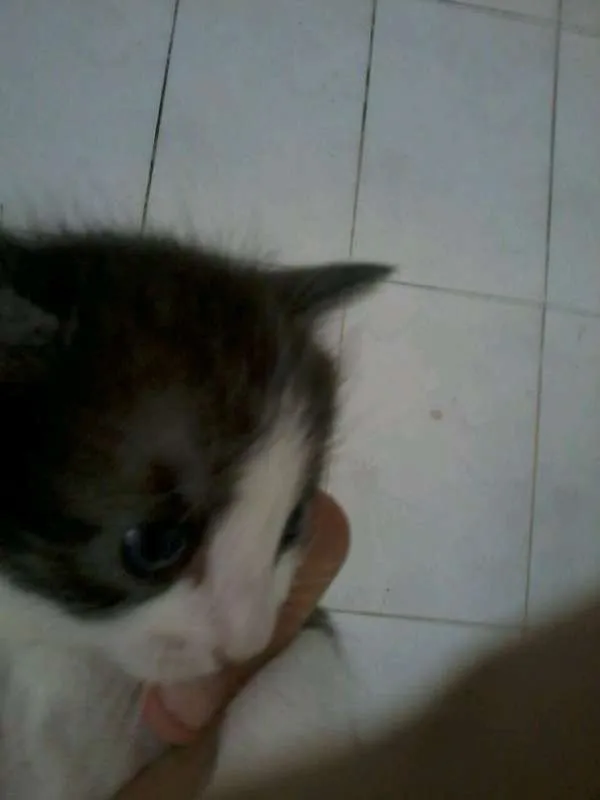 Gato ra a ND idade 2 a 6 meses nome Nao definido