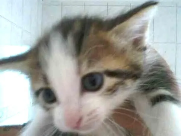Gato ra a ND idade 2 a 6 meses nome Nao definido