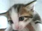 Gato raça ND idade 2 a 6 meses nome Nao definido