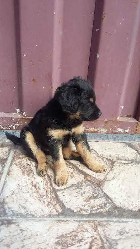Cachorro raça  idade 2 a 6 meses nome são mais de um