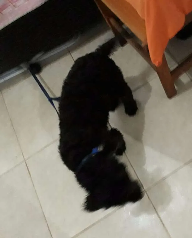 Cachorro ra a poodle idade 2 a 6 meses nome mikey